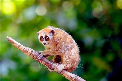 Danh mục động vật nguy cấp, quý, hiếm nhóm IB