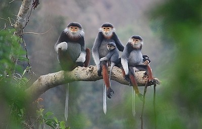 Danh mục động vật rừng nguy cấp, quý, hiếm nhóm IIB