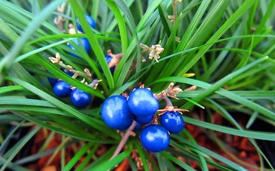 Danh mục thực vật rừng nguy cấp, quý, hiếm nhóm IA